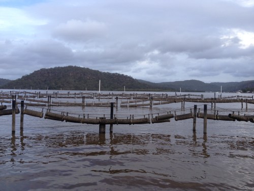 Long lines with baskets at the entrance to Mooney Mooney Creek. Mortality here approached 100% by day 5 of the outbreak.